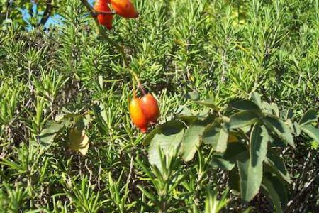 Le Querce Baja Sardinia orto