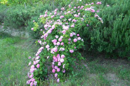 Le Querce Baja Sardinia rose-orto